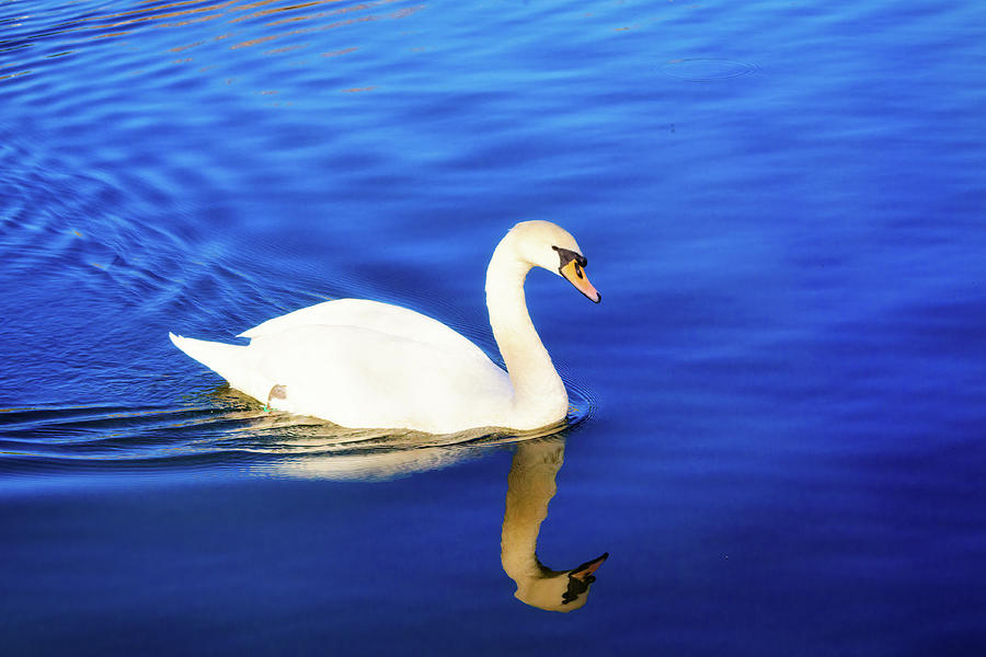White swan sailing in the blue waters - Glamor Edition  Photograph by Jordi Carrio Jamila