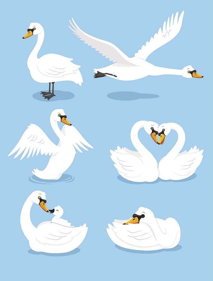 White Swan Wing Water Animal Bird Elegance Grace Set Drawing by Tomacco