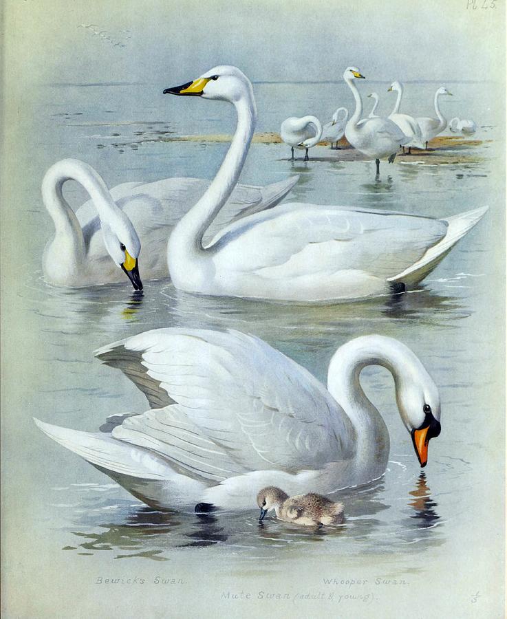 White Swans By Archibald Thorburn Mixed Media by World Art Collective