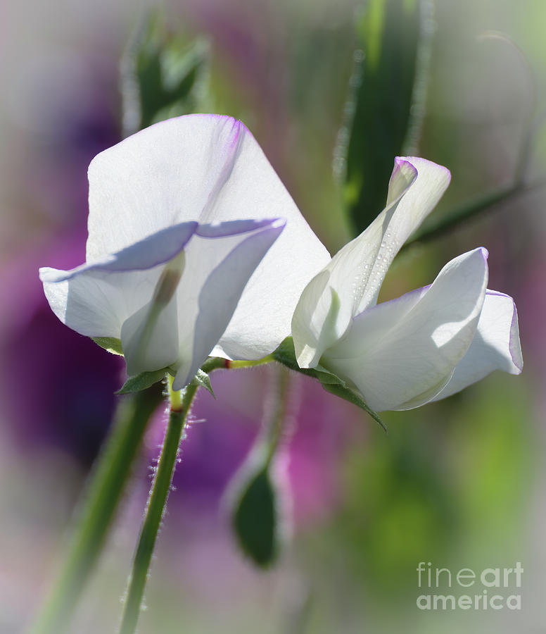 Wild Sweet Pea Photograph - White Sweet Pea 3344 by Stephen Parker
