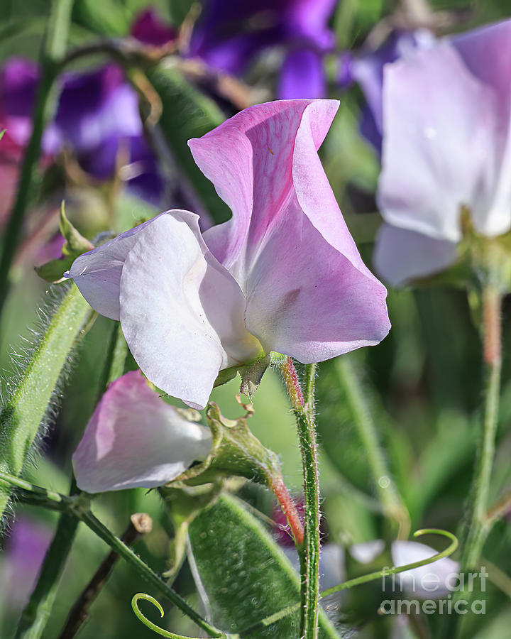White Sweet Pea 3398 Photograph by Stephen Parker