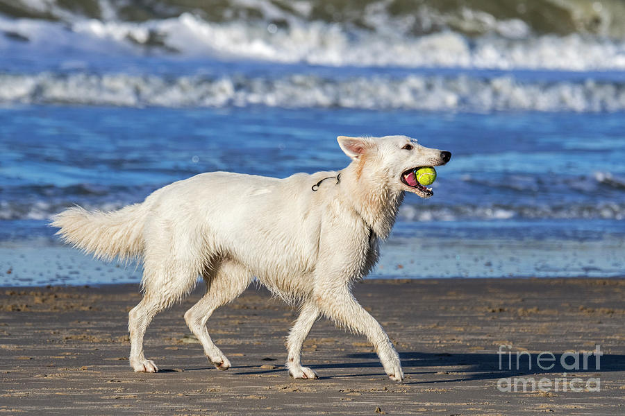 White Swiss Shepherd Photograph by Arterra Picture Library