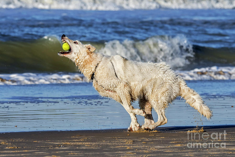 White Swiss Shepherd Catching Ball Photograph by Arterra Picture Library