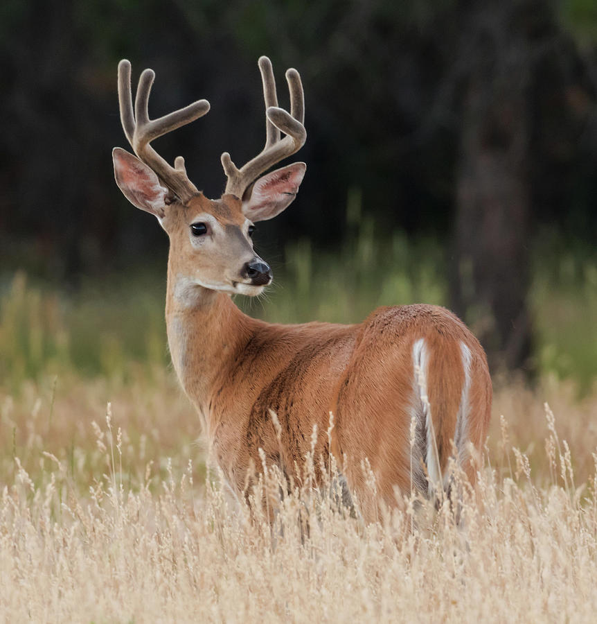 Deer Photograph - White Tail Buck by Angie Vogel