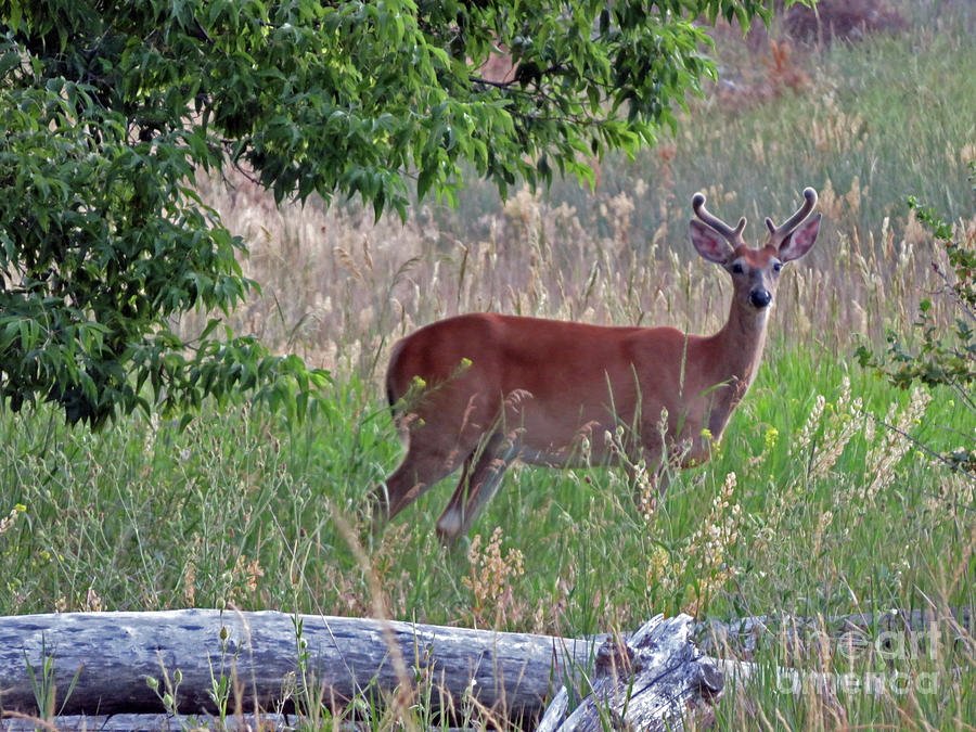 White-tail buck Photograph by Cindy Murphy