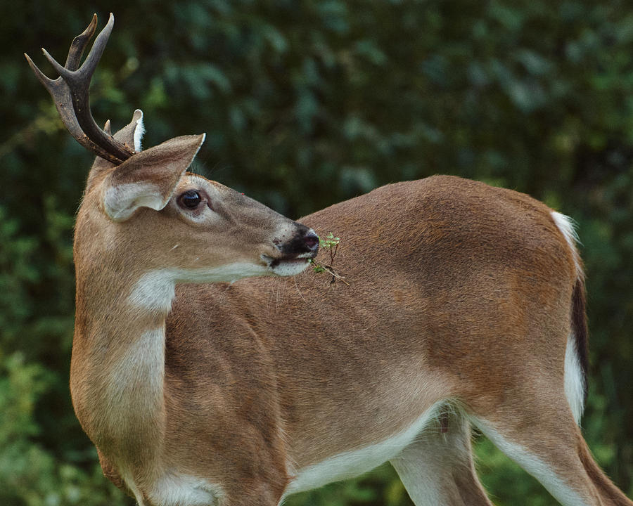 White Tail Deer Eating Photograph by John Simmons