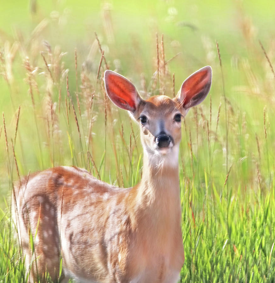 White-Tail Deer Fawn in Morning Light Photograph by Jennie Marie Schell