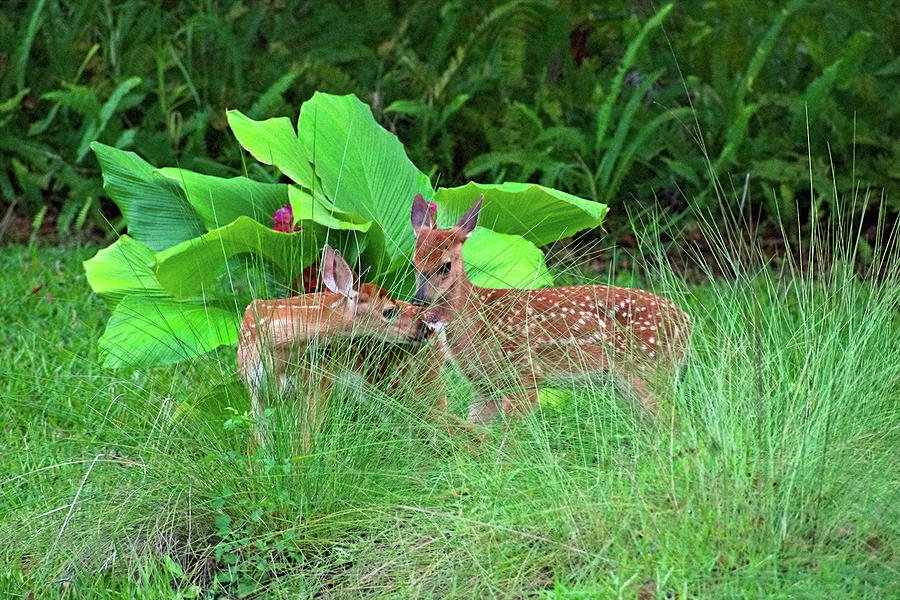 White Tail Deer Fawns Playing Photograph by Heron And Fox - Fine Art ...