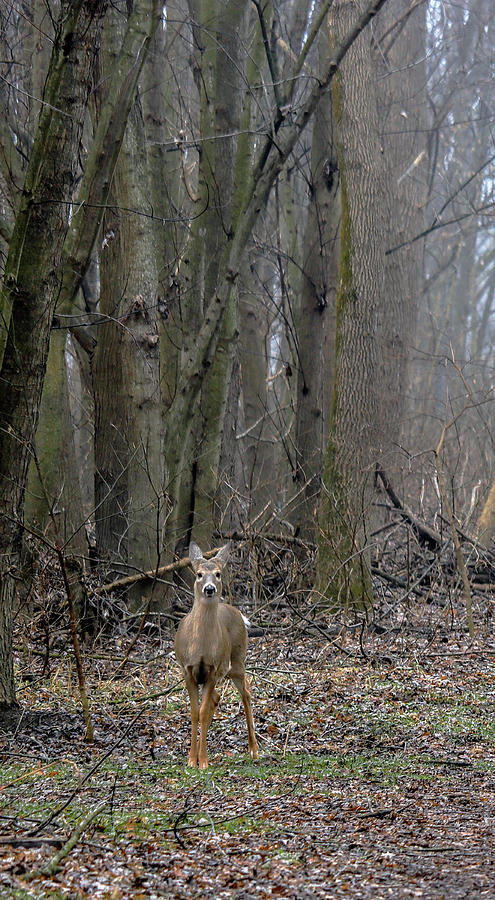 White-tail Deer in a Clearing - left Photograph by Mark Berman