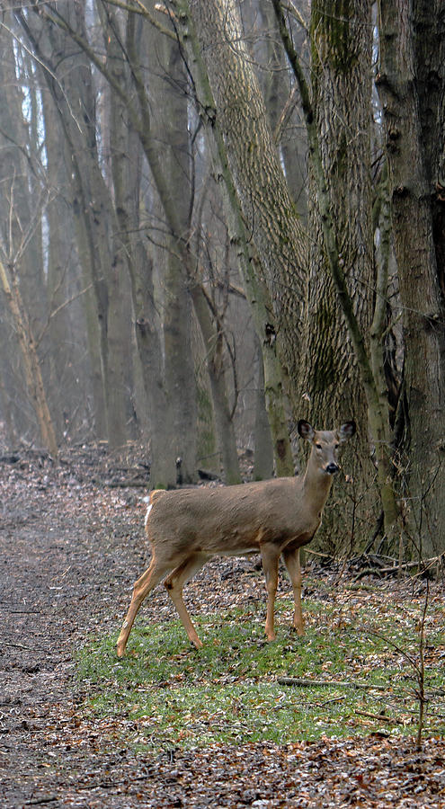White-tail Deer in a Clearing - right Photograph by Mark Berman