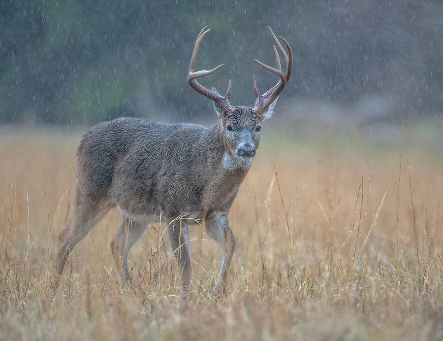 White Tail Deer in Rain Photograph by Jay Sheinfield Fine Art America