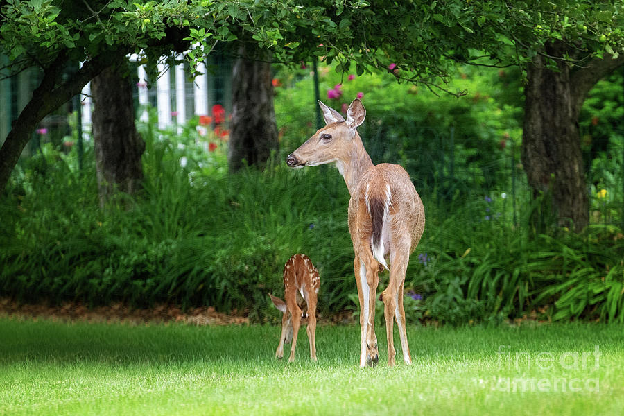 White Tail Deer Mother And Fawn Photograph by Sharon McConnell
