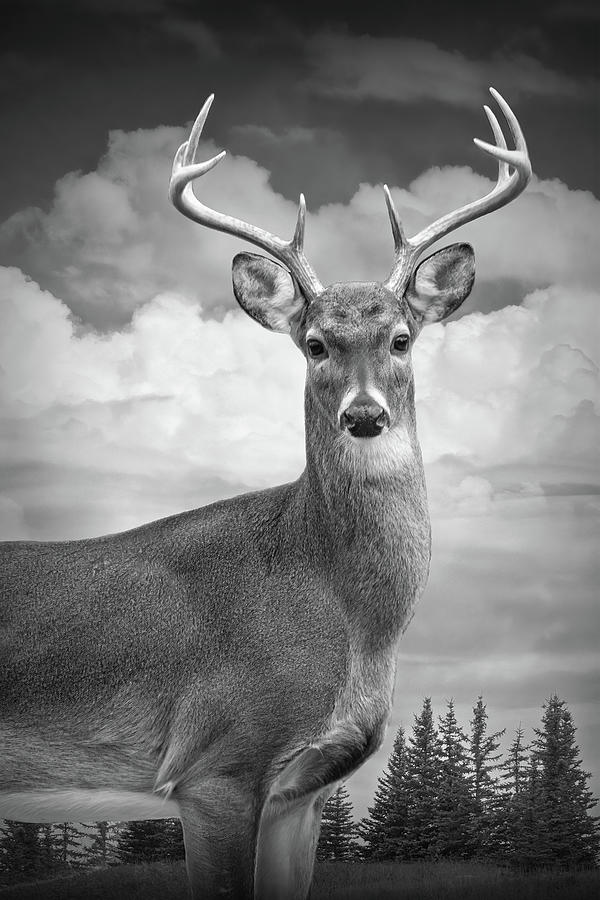 White Tail Deer Portrait in Black ans White Photograph by Randall Nyhof