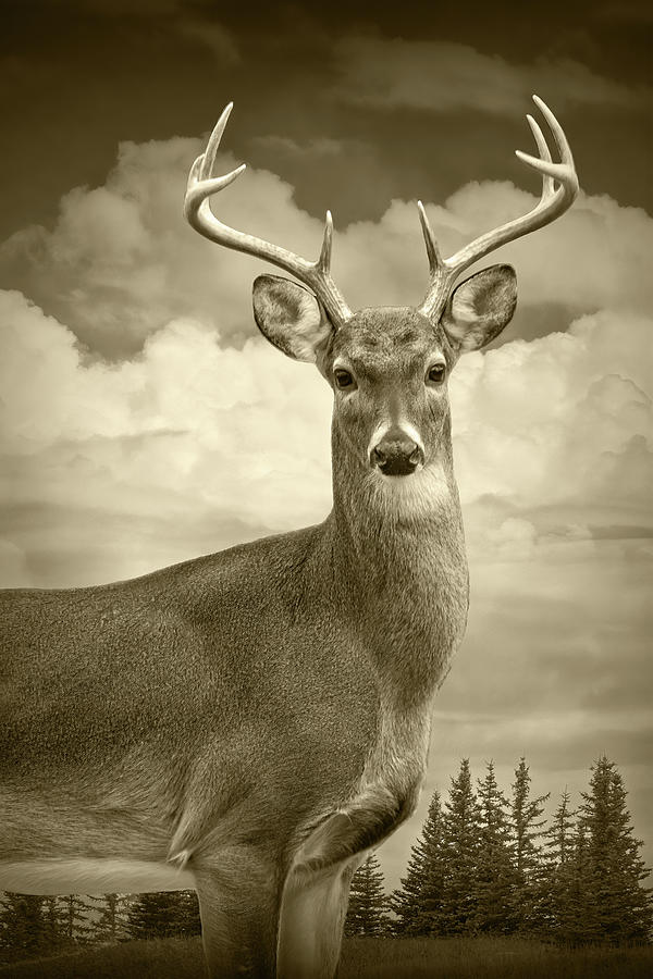White Tail Deer Portrait in Sepia Tone Photograph by Randall Nyhof