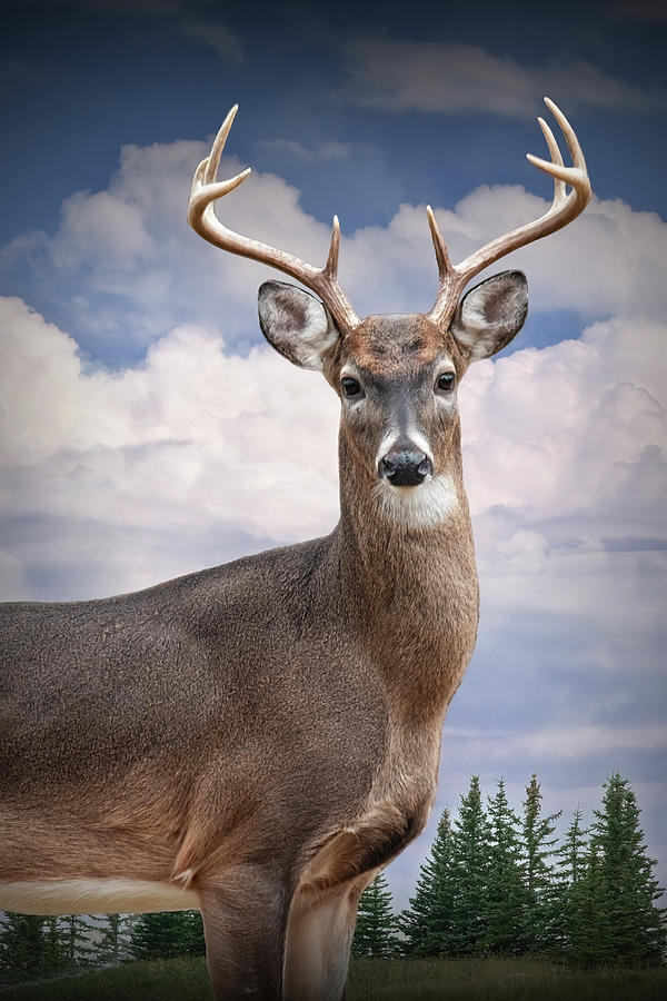 White Tail Deer Portrait Photograph by Randall Nyhof