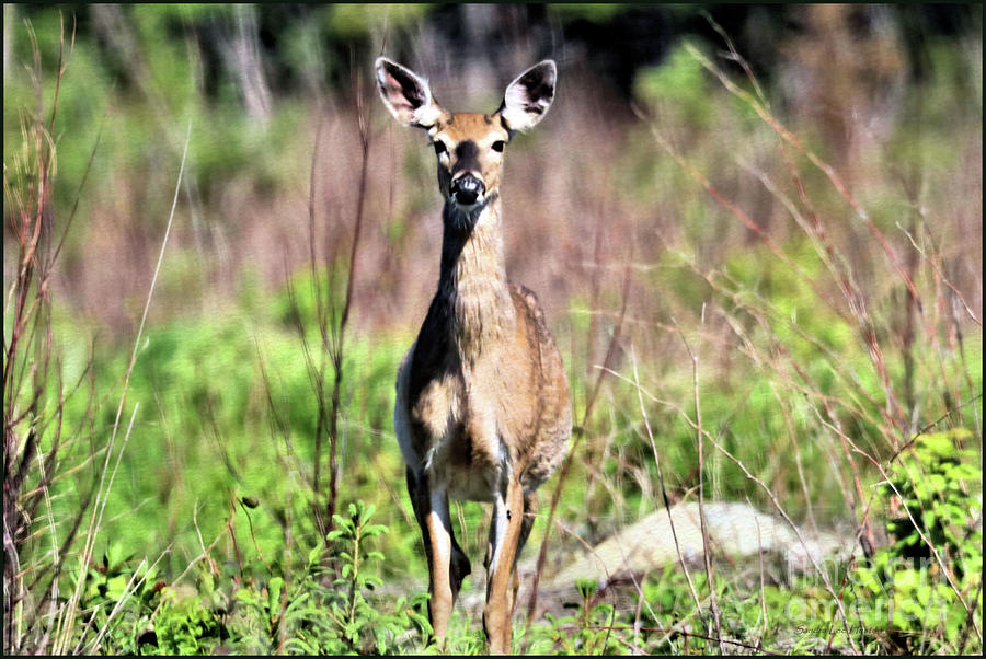 White-tail Doe Protecting Her Fawn Photograph by Sandra Huston - Pixels