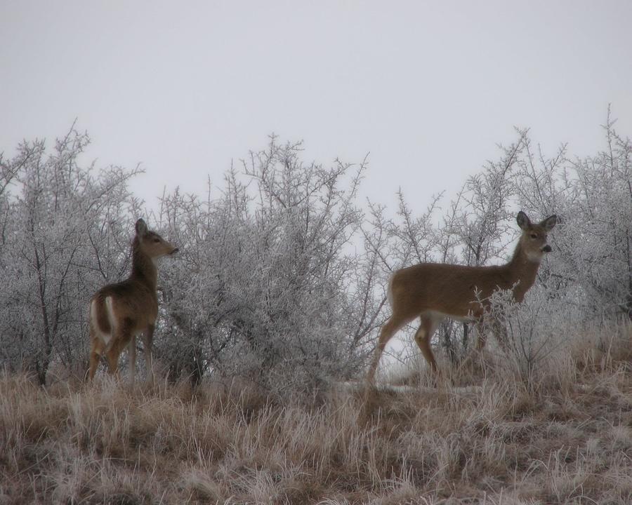 White Tail Does in the Frost Photograph by Amanda R Wright