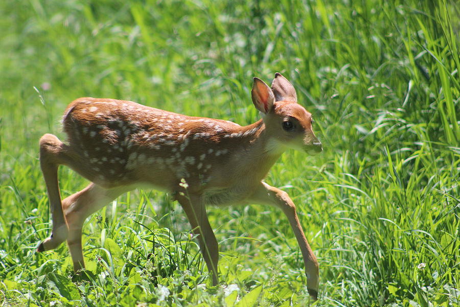 White-tail Fawn Photograph by Callen Harty