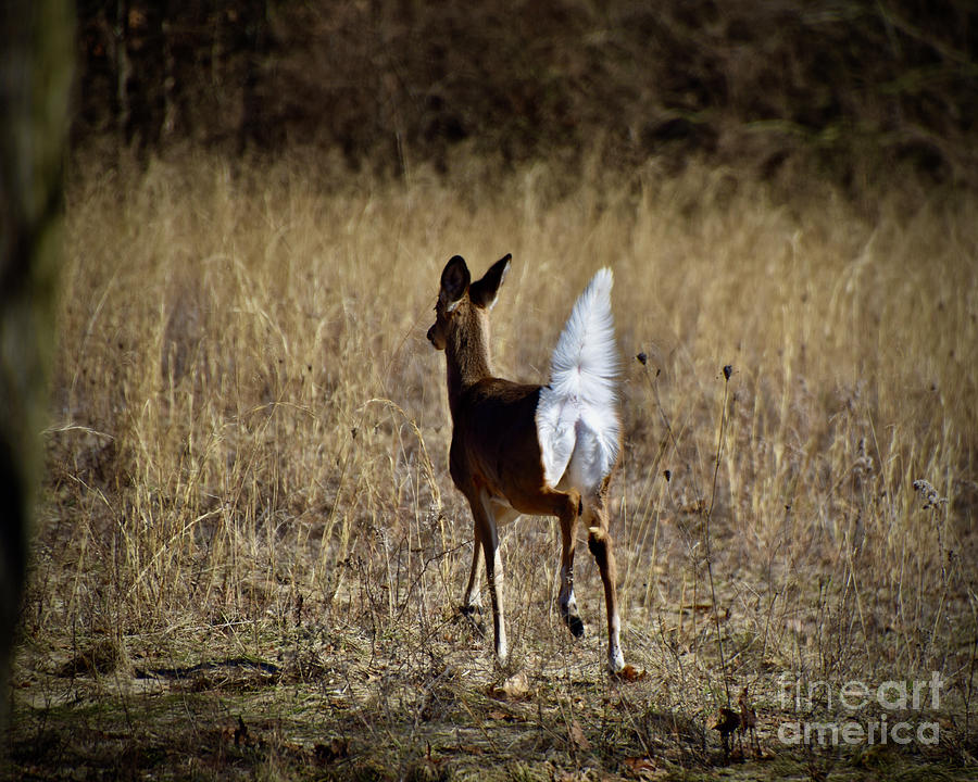 White Tail Photograph