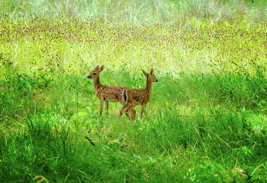 White Tail Twin Fawns 1 Photograph by Lynn Bauer