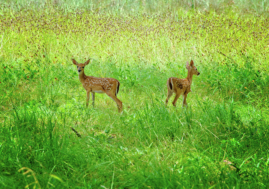 White Tail Twin Fawns 2 Photograph by Lynn Bauer