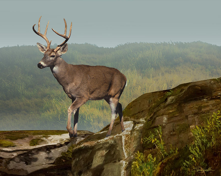 White-tailed Buck at Dawn Digital Art by M Spadecaller