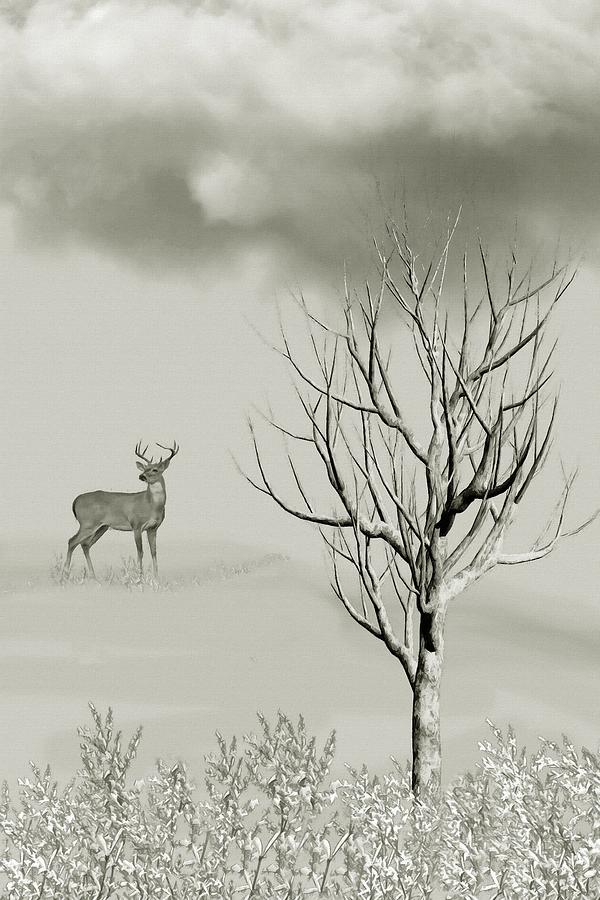 White Tailed Buck in the Meadow  Mixed Media by David Dehner