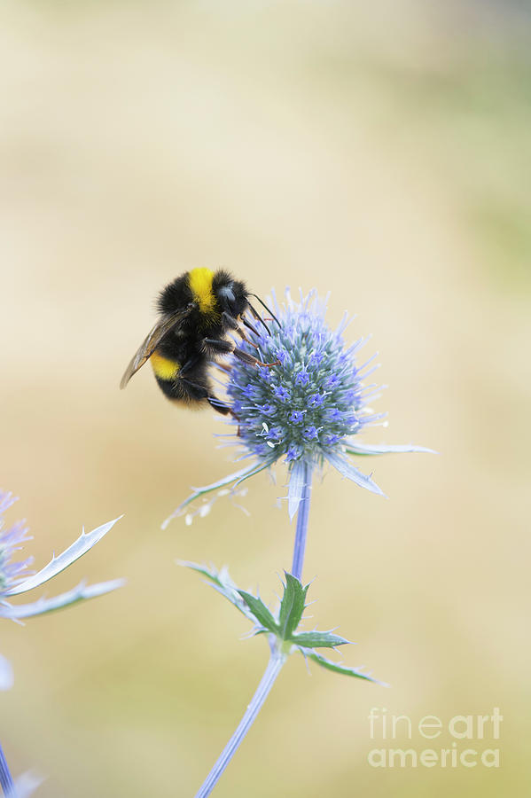 White Tailed Bumblebee on a Tripartite Sea Holly Photograph by Tim Gainey
