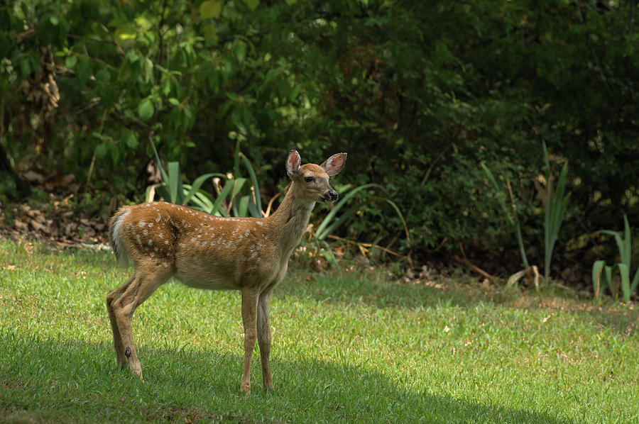 White-tailed Deer - 0730 Photograph by Jerry Owens