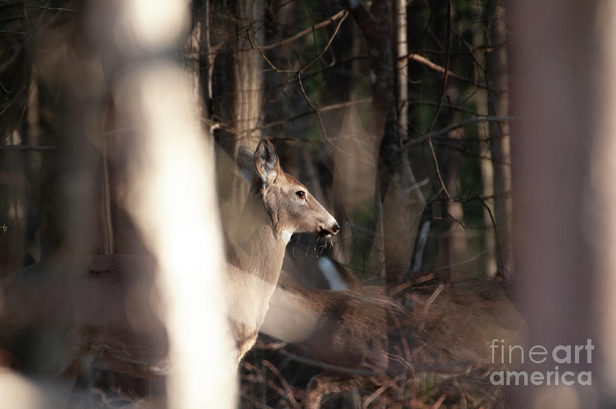 White-tailed Deer 1 Photograph by Marianne Kuzimski