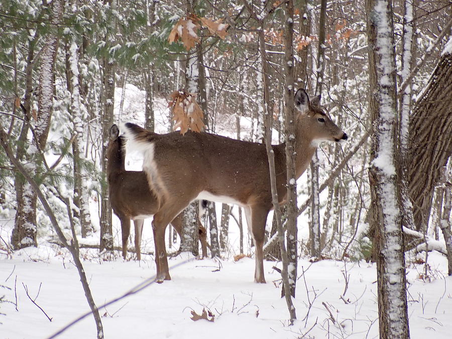 White Tailed Deer 3 Photograph by Robert Nickologianis