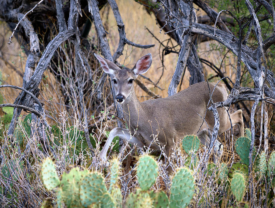 White-Tailed Deer Amidst Sabino Canyons Wilderness Photograph by Chris Anson