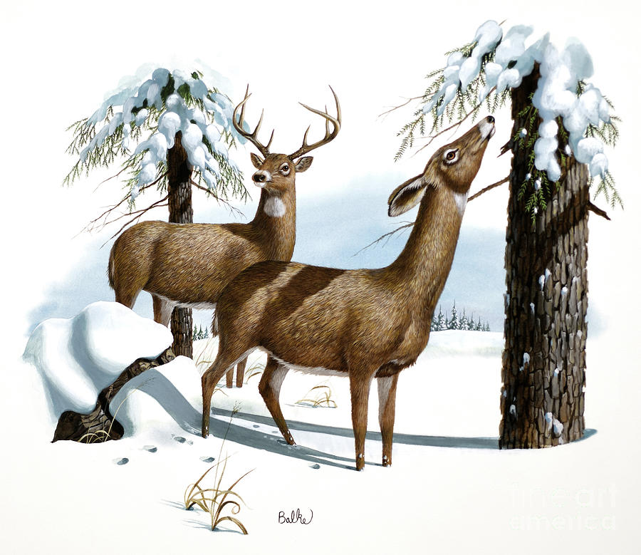 White-Tailed Deer and Eastern Hemlock Painting by Don Balke