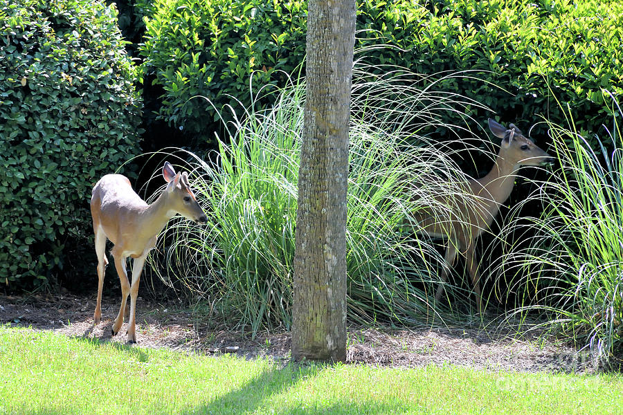 White Tailed Deer at Hilton Head  Photograph by John Stone
