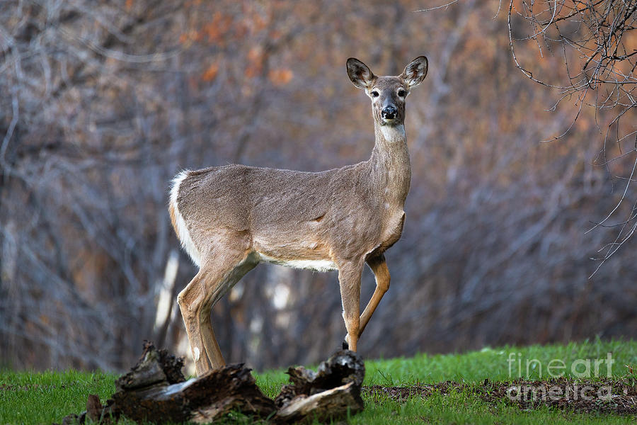 White Tailed Deer Photograph by Bret Barton