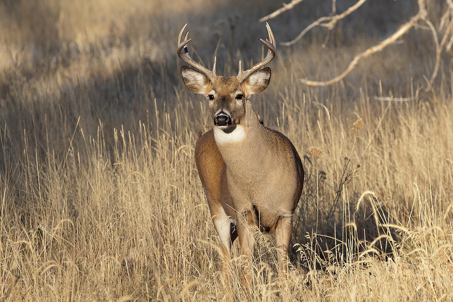 White-Tailed Deer Buck Keeping an Eye Out Photograph by Tony Hake - Pixels