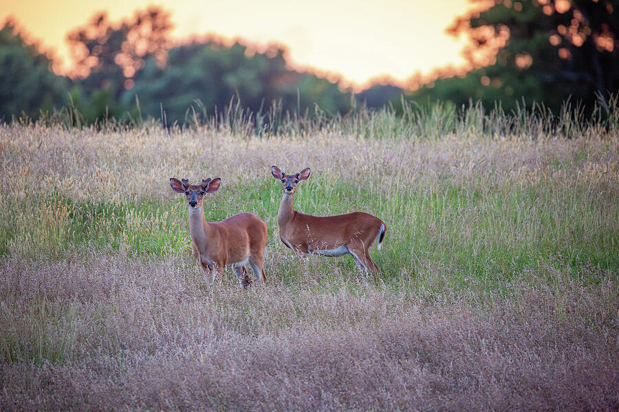 White-Tailed Deer Duo at Yorktown Battlefield 2 Photograph by Rachel Morrison White-Tailed Deer Duo at Yorktown Battlefield 2 Photograph by Rachel Morrison