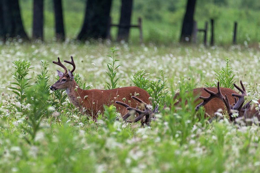 White Tailed deer  eating in a group Photograph by Dan Friend