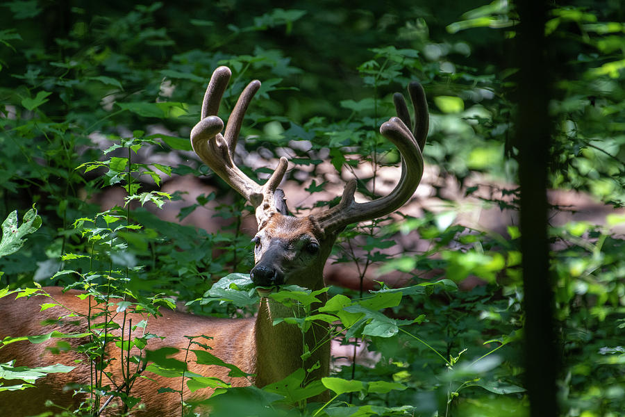 White Tailed deer  eating leaves in forest Photograph by Dan Friend