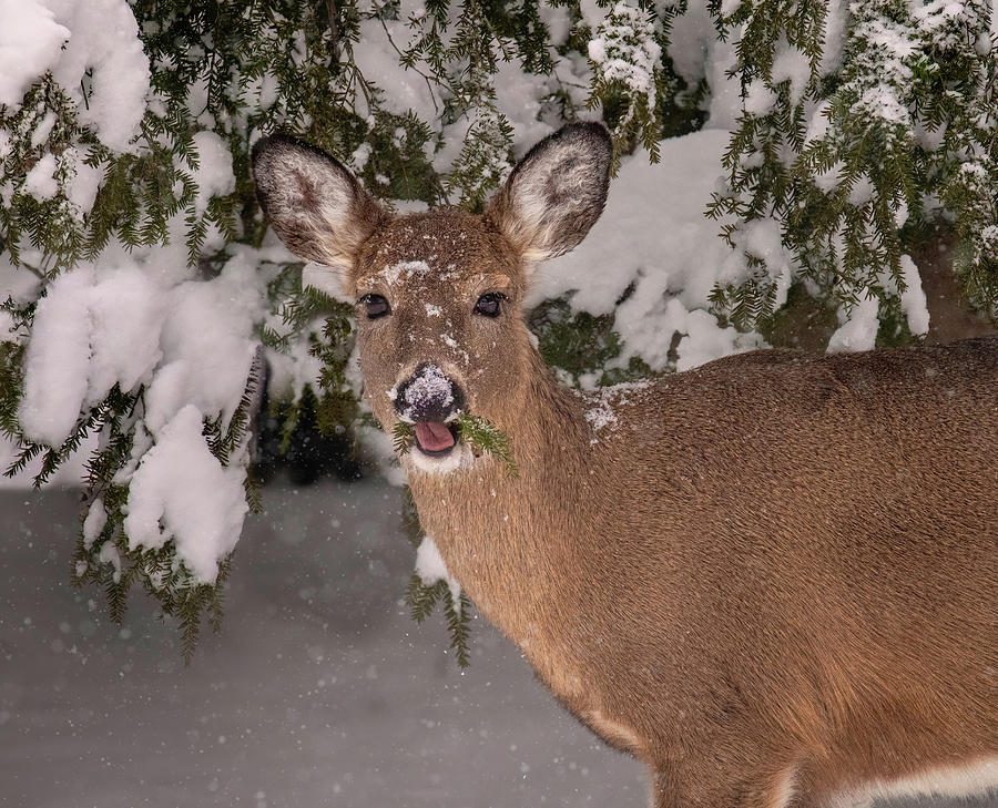 White-tailed Deer Eating Pine Photograph by Martina Abreu