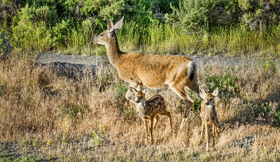 White Tailed Deer Family Photograph by Joe Granita
