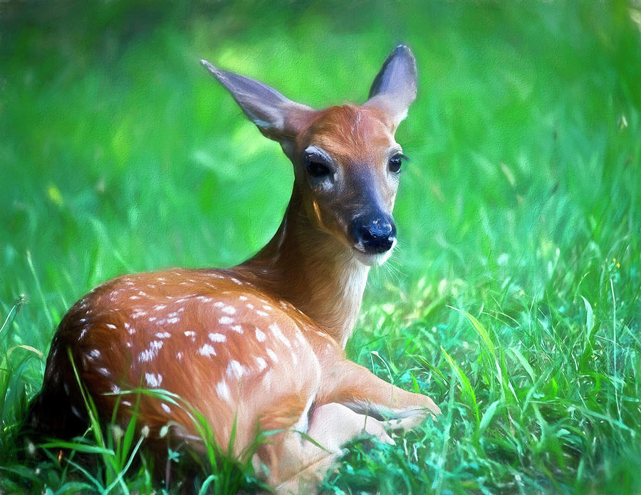 White-tailed Deer Fawn At Rest Photograph
