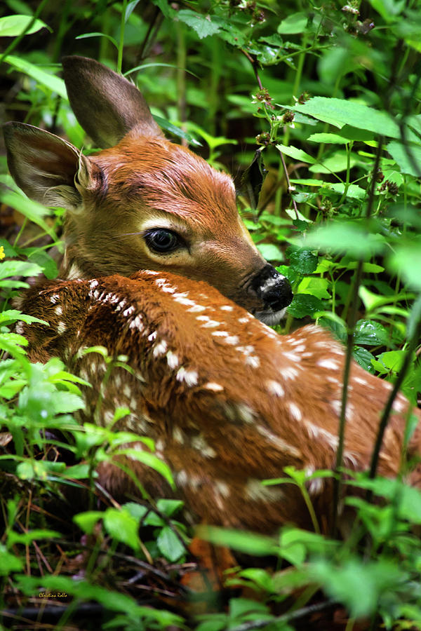 White Tailed Deer Fawn Photograph by Christina Rollo