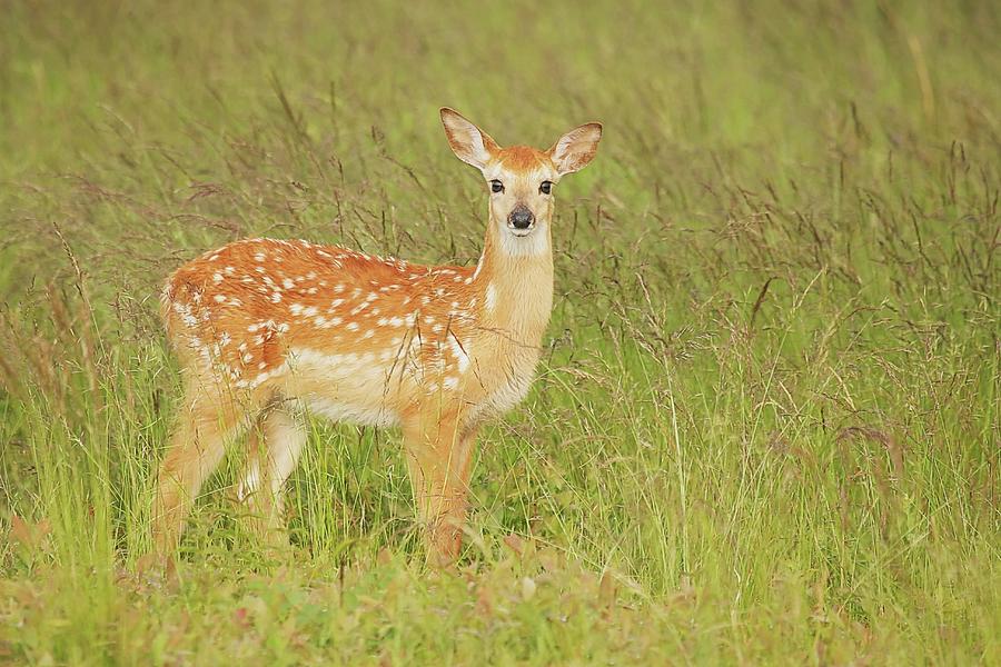 White-tailed Deer Fawn Photograph