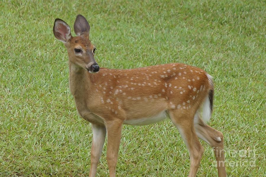 Deer Photograph - White-tailed Deer Fawn by Maxine Billings