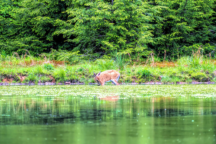 White Tailed deer feeding in the pond Photograph by Dan Friend