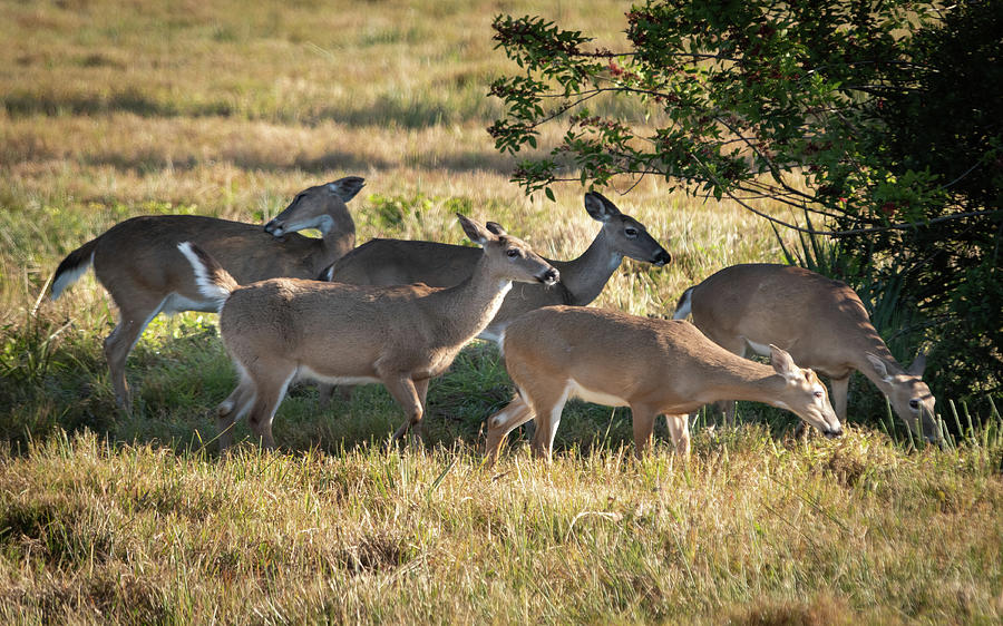 White-tailed Deer Herd Photograph by Bradford Martin