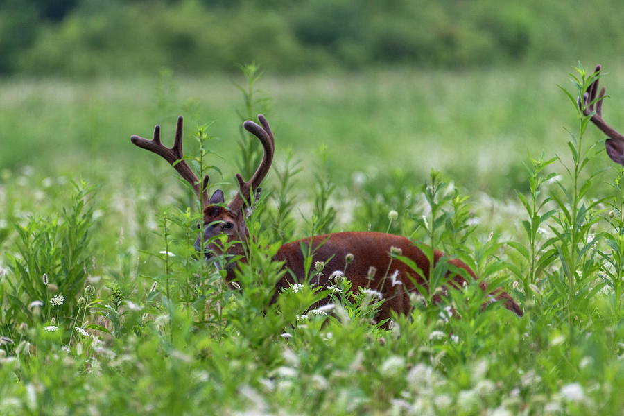 White Tailed deer  hiding behind grass Photograph by Dan Friend