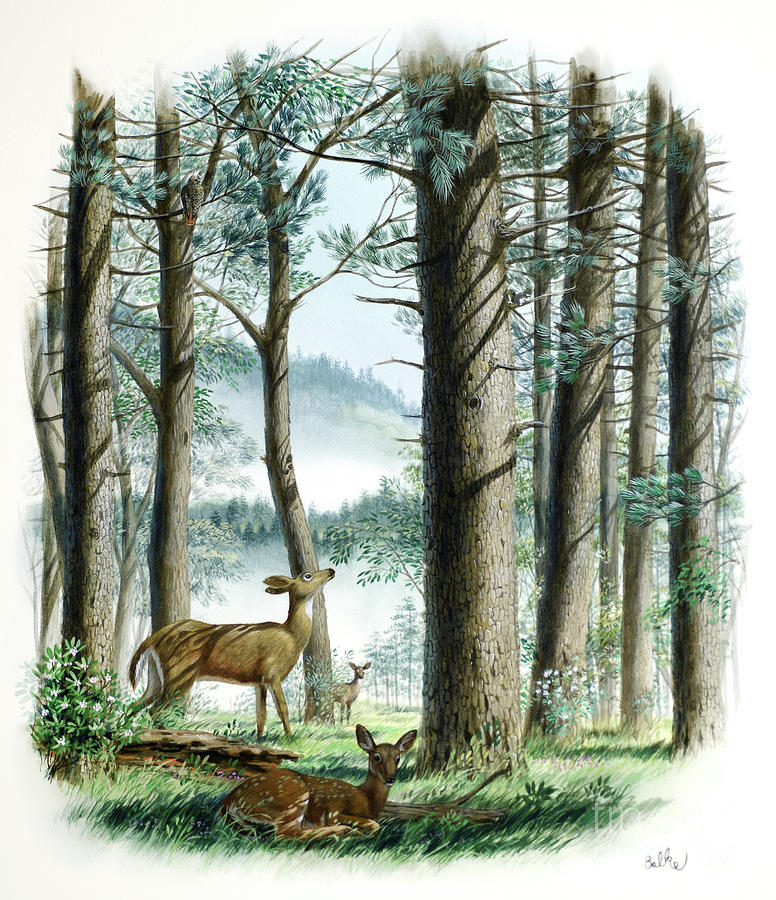 White-tailed Deer in Glen Painting by Don Balke