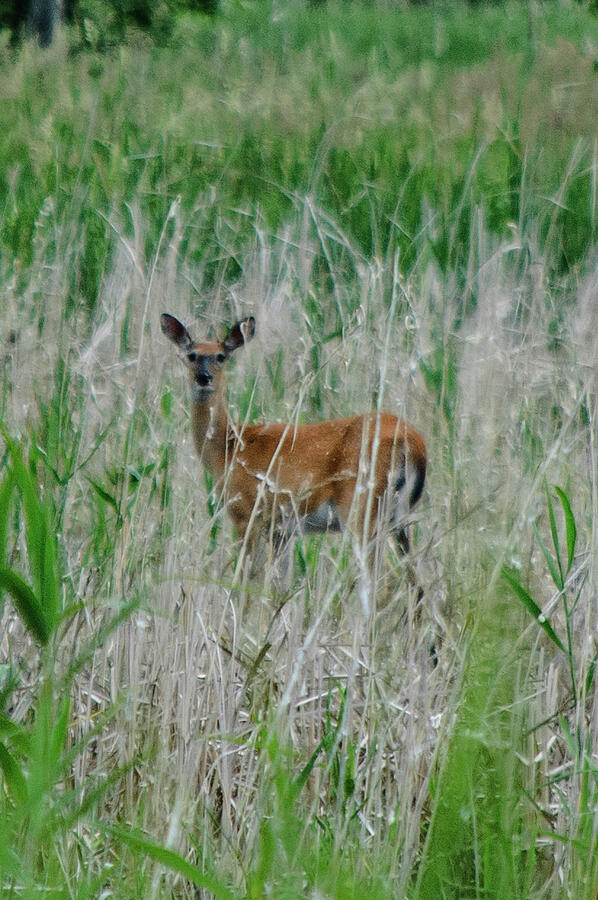 White-tailed Deer in Grasses Photograph by Thierry Lach White-tailed Deer in Grasses Photograph by Thierry Lach